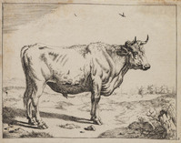 TvB G 0481
<br/>
Staande stier
<br/>
<em>Bije, Marcus de (1639-ca. 1690)</em>